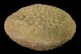 Silurain Fossil Sponge (Astylospongia) - Tennessee #136521-1